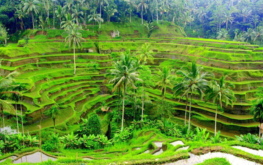 tegalalang.jpg