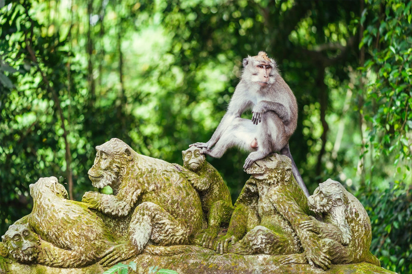 monkey1.jpg
